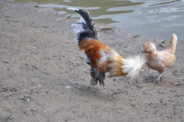 Lul Springt Naar Buiten — Stockfoto