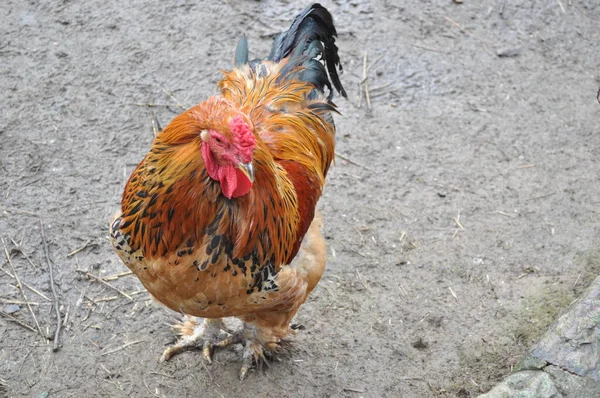 Dışarıda Yürüyen Tavuk — Stok fotoğraf