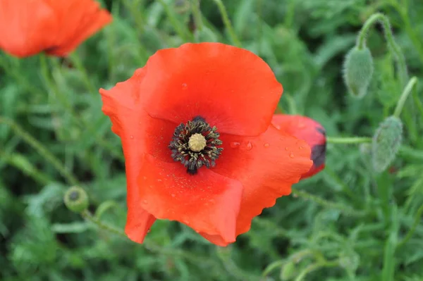 Der Mohn Auf Dem Feld — Stockfoto