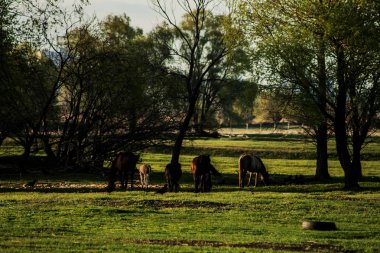 Akşam güneşin doğada.