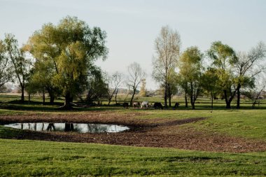 Akşam güneşin doğada.