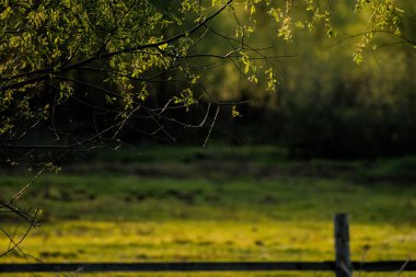 Ağaçların yaprakları.