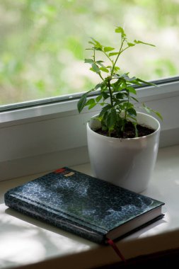 Günlüğü ile pencere üzerinde saksı gül