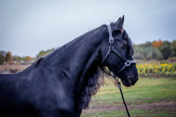 The Friesian mare is in the stables. — Stock Photo, Image