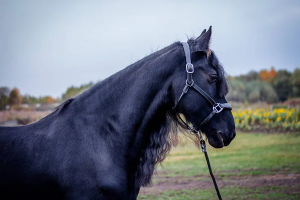 フリージアン馬は馬小屋で. — ストック写真