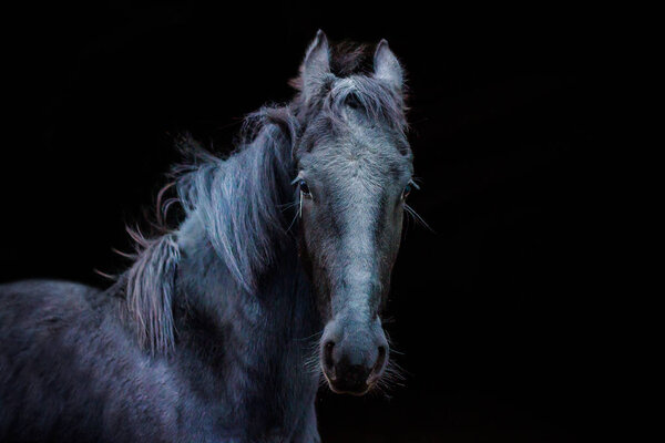 portraits of horses