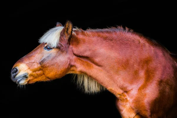 馬の肖像画 — ストック写真