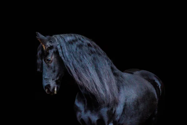 Porträts von Pferden — Stockfoto