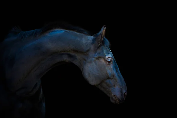 Portretten van paarden — Stockfoto