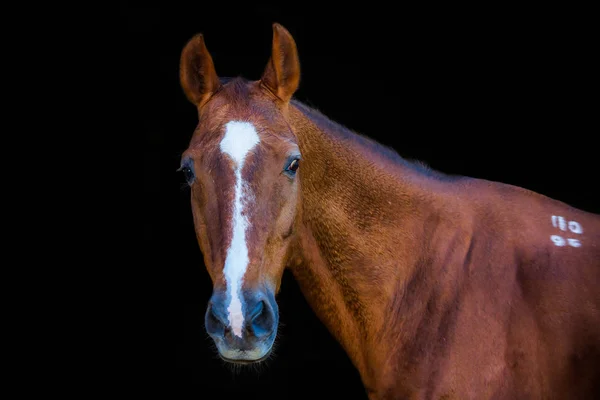 Atları portreleri — Stok fotoğraf