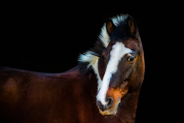 Retratos de cavalos — Fotografia de Stock