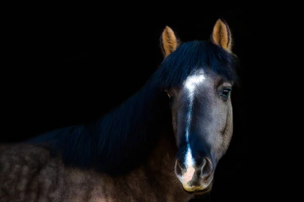 Porträts von Pferden — Stockfoto