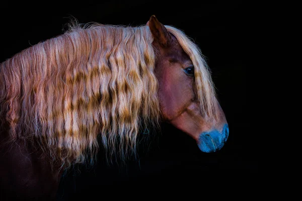 Portretten van paarden — Stockfoto