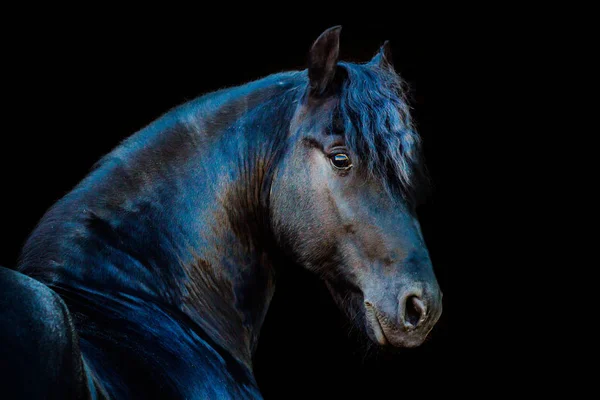 马的画像 — 图库照片