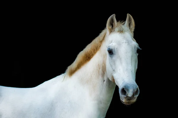 Porträts von Pferden — Stockfoto