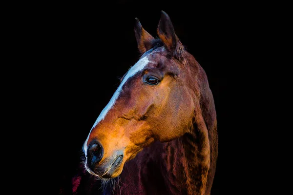 Ritratti di cavalli — Foto Stock