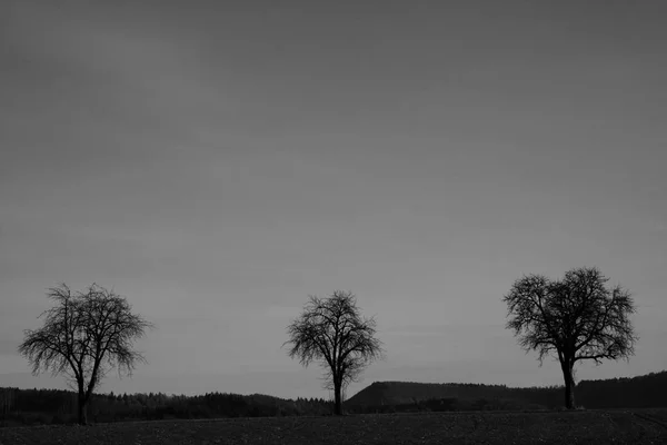 Alberi su un campo — Foto Stock