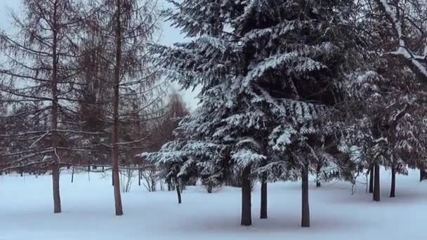 Vista en ángulo bajo de los árboles contra el cielo durante el invierno. Alto abeto verde oscuro en el bosque de invierno . — Vídeos de Stock