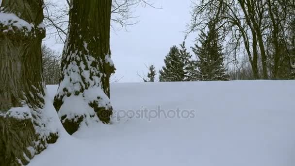 Pnie drzew pokryte śniegiem. Krawędzi lasu w zimie. Tylnej ściance aparatu — Wideo stockowe