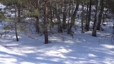 Kar kış Woods güneş lekeleri hareketinde