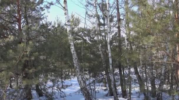 Камера рухається крізь дерева в лісі і доходить до очищення дороги — стокове відео