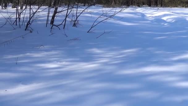 Die blauen Schatten auf dem Schnee an einem sonnigen Wintertag. — Stockvideo