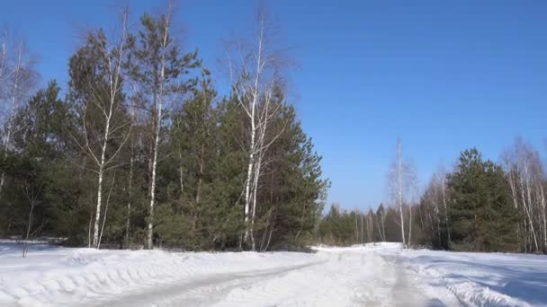 Karla kaplı yol ormana gidiyor. Güneşli kış günü — Stok video