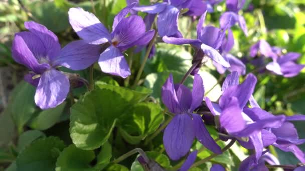 Fleurs de printemps Violette éclairée par le soleil 
