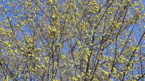 Corniolo in fiore contro il cielo blu — Video Stock