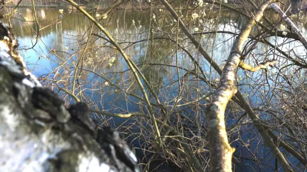 Lente bomen boven het water — Stockvideo