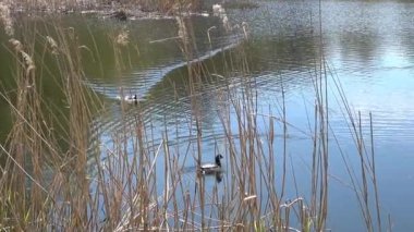 İki yaban ördekleri göl yüzen