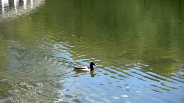 Утка плавает вдоль воды озера — стоковое видео