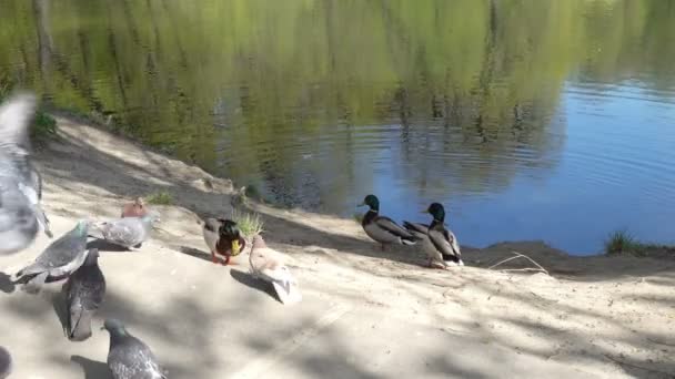 Ufer des Sees mit Enten und Tauben — Stockvideo