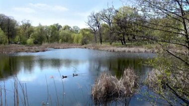 Ördekler bahar Forest yakınındaki bir sessiz göl