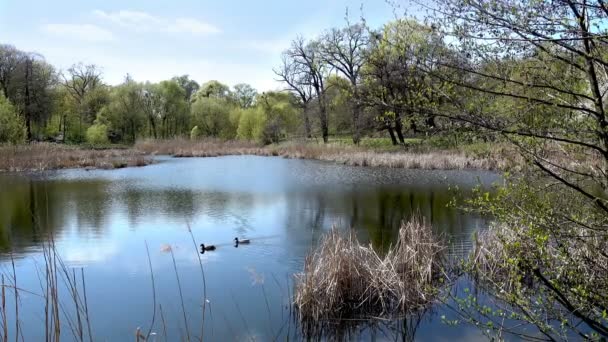 Un lago tranquilo con patos cerca del bosque de primavera — Vídeo de stock