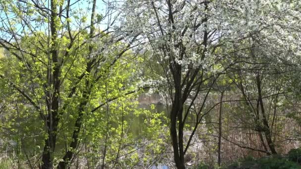 Lente in Europa. een bloeiende boom boven het meer — Stockvideo