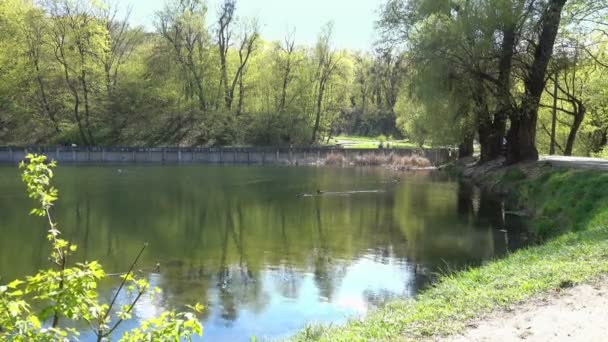 Jour du printemps au lac dans le parc — Video