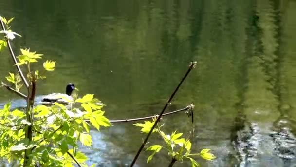 Un pato salvaje nada junto a la orilla, dejando un sendero en el agua — Vídeo de stock