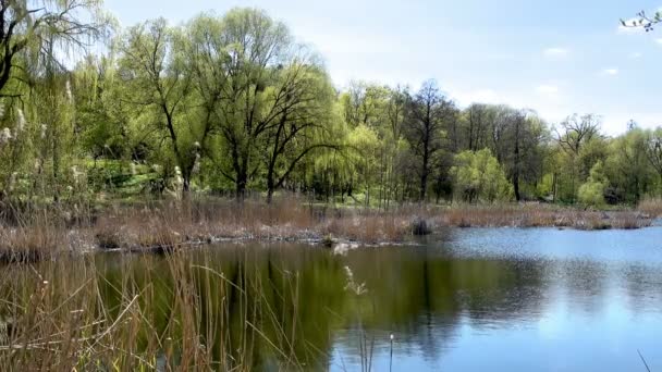 Весняний безлюдний пейзаж з озером — стокове відео