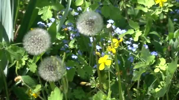 Rallentatore. Denti di leone bianchi morbidi in erba. Giorno pieno di sole — Video Stock