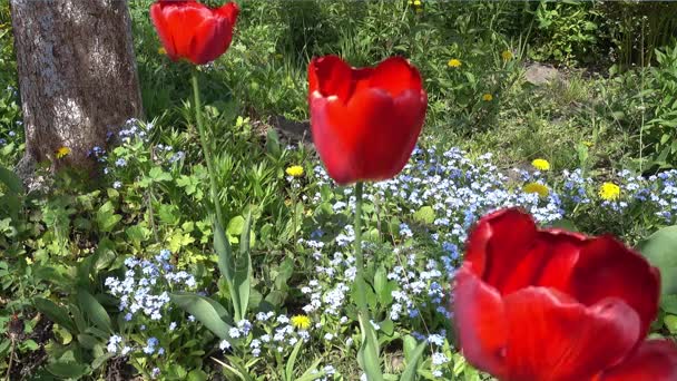 赤いチューリップとワスレナグサ, 春の花 — ストック動画