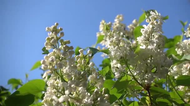 Witte Lilac tegen de blauwe hemel. Slow Motion — Stockvideo