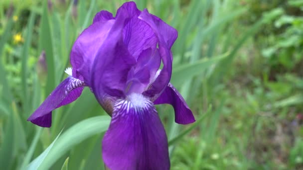 紫色的虹膜对绿色的花园里的植物 — 图库视频影像