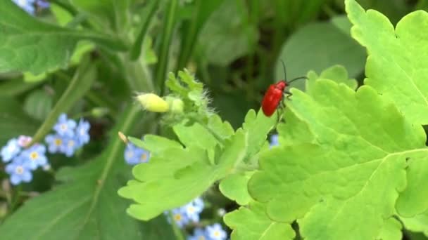 Red Beetle-Fireman está sentado en una hoja. Primer plano — Vídeos de Stock