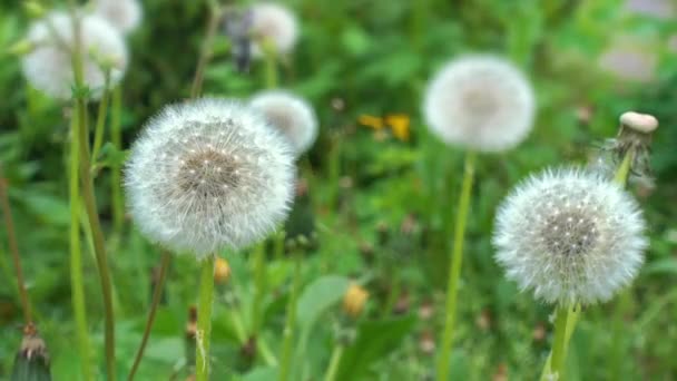Group of White Fluffy Dandelions in the Grass. — Stock Video