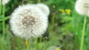 Çimlerin arasında beyaz karahindiba baş yakın çekim