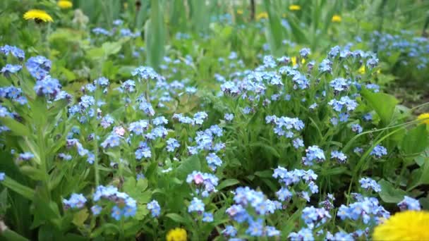 Γκαζόν με αξέχαστες μπλε λουλούδια άνοιξη — Αρχείο Βίντεο