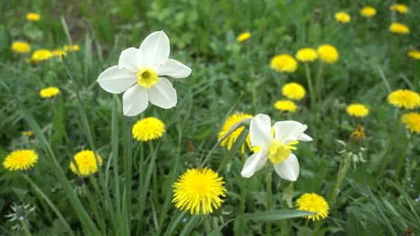 Daffodils Primavera e Dandelions — Vídeo de Stock