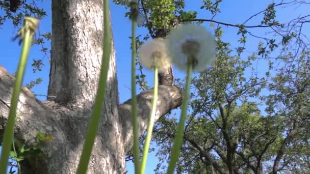 Fluffiga maskrosor mot bakgrund av träd och himmel, låg vinkel Visa — Stockvideo