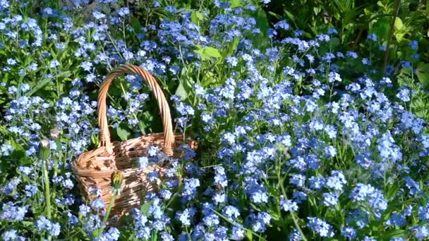 Small Wicker Basket on a Flower Lawn — Stock Video